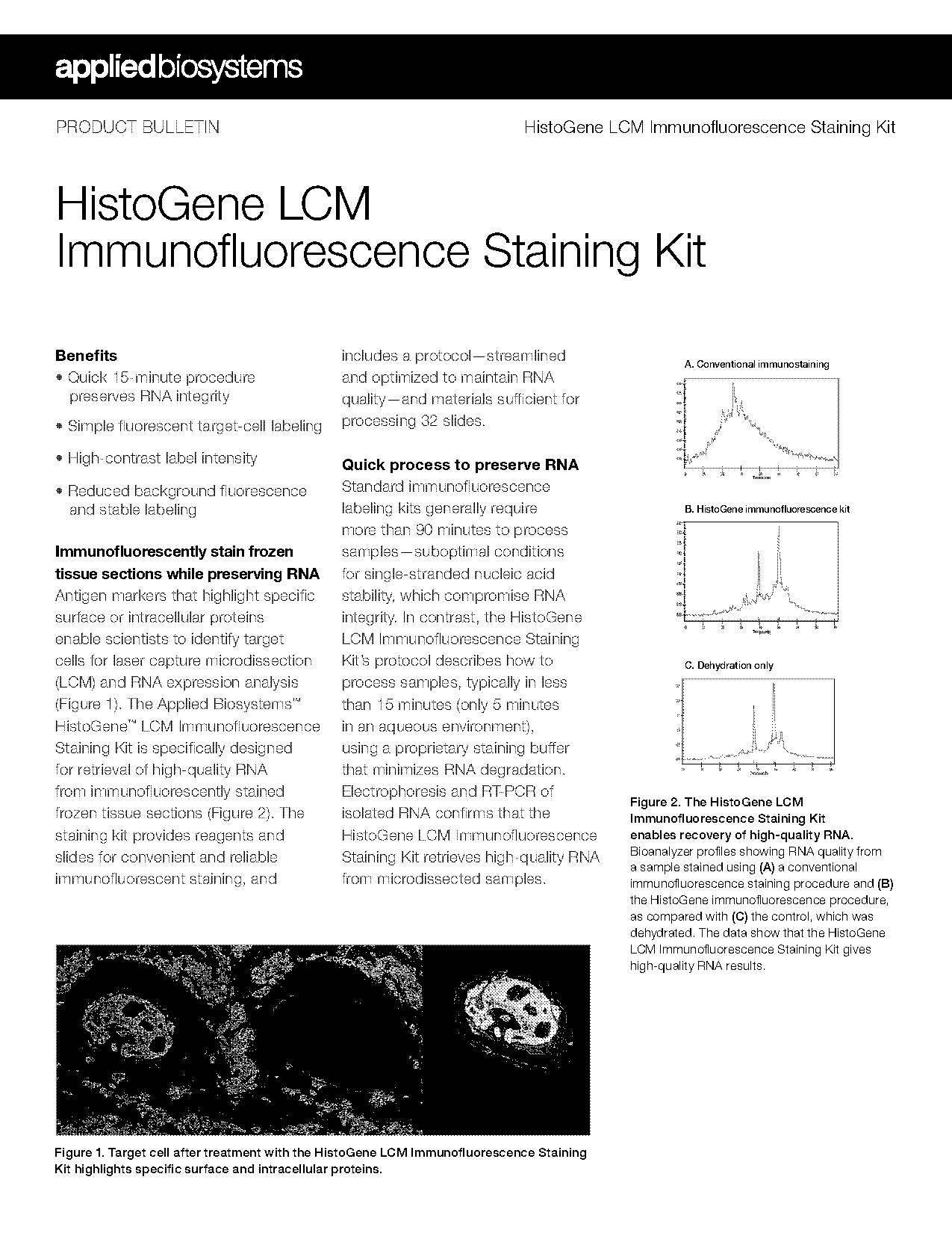 immunofluorescence staining protocol for frozen section