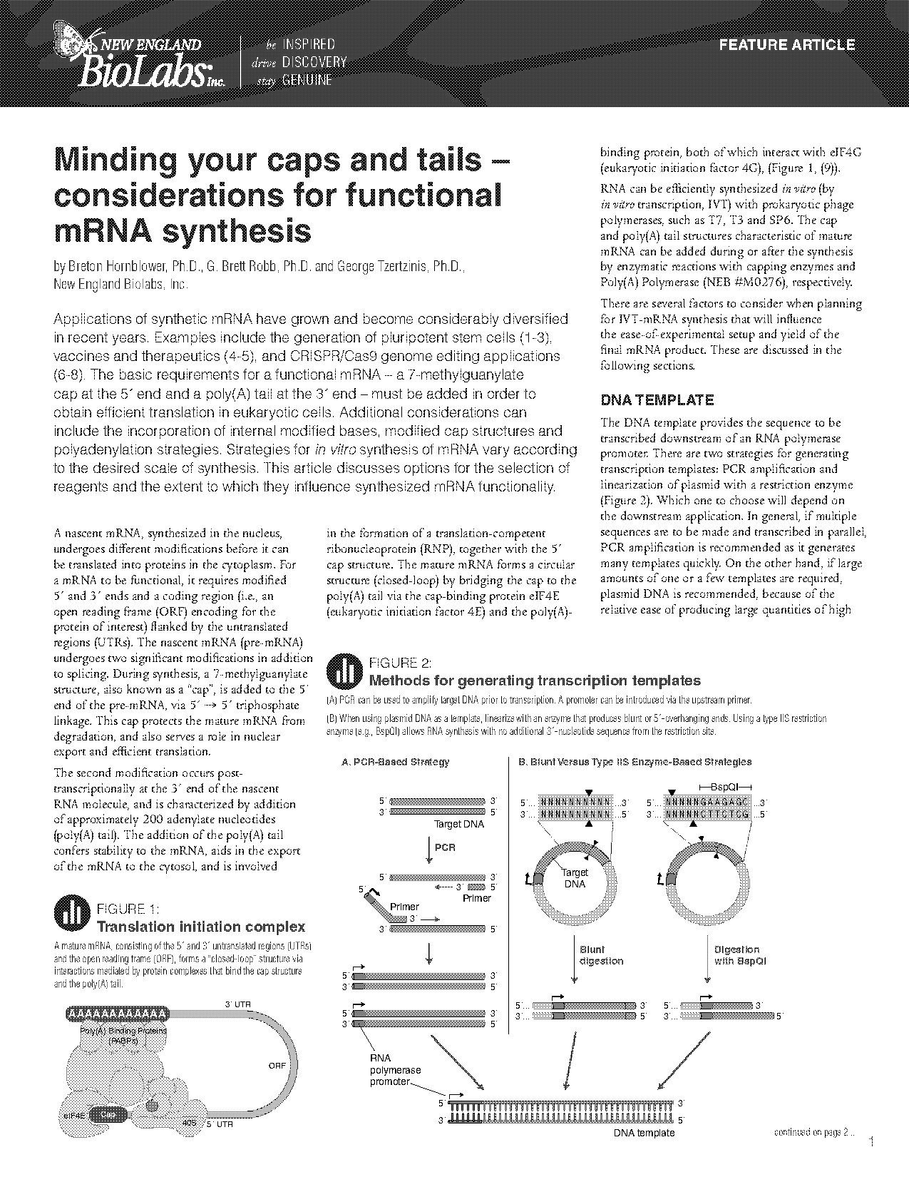 mrna synthesized translation transcription