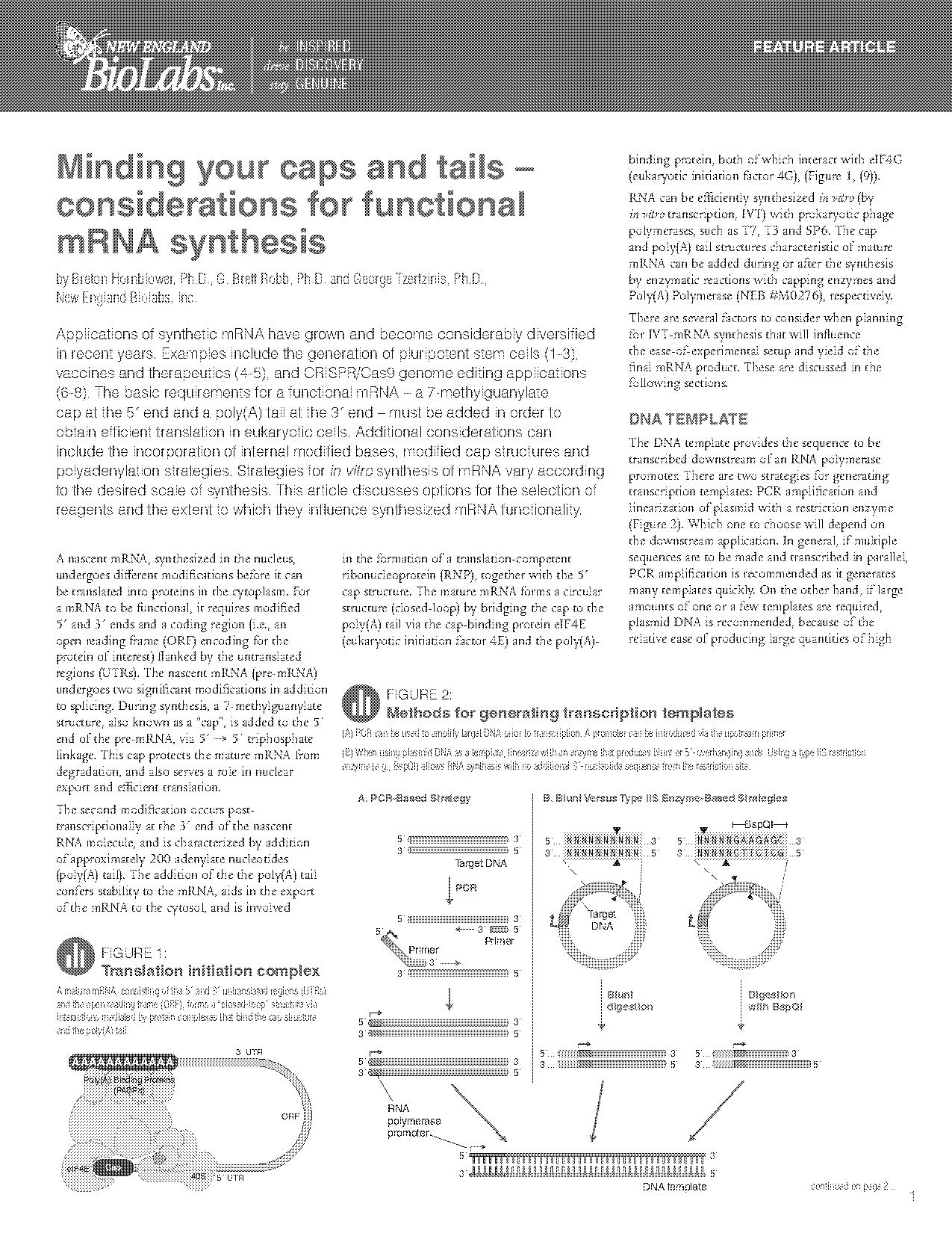 mrna synthesized translation transcription